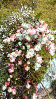 Sedum andegavense
