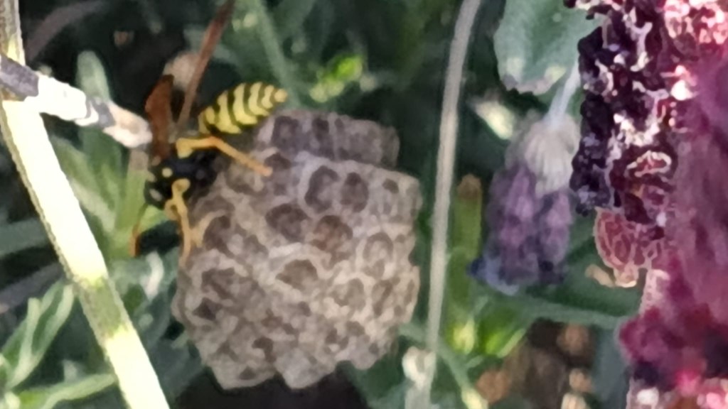 formación de avispero