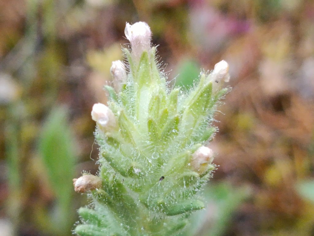 Parentucellia latifolia
